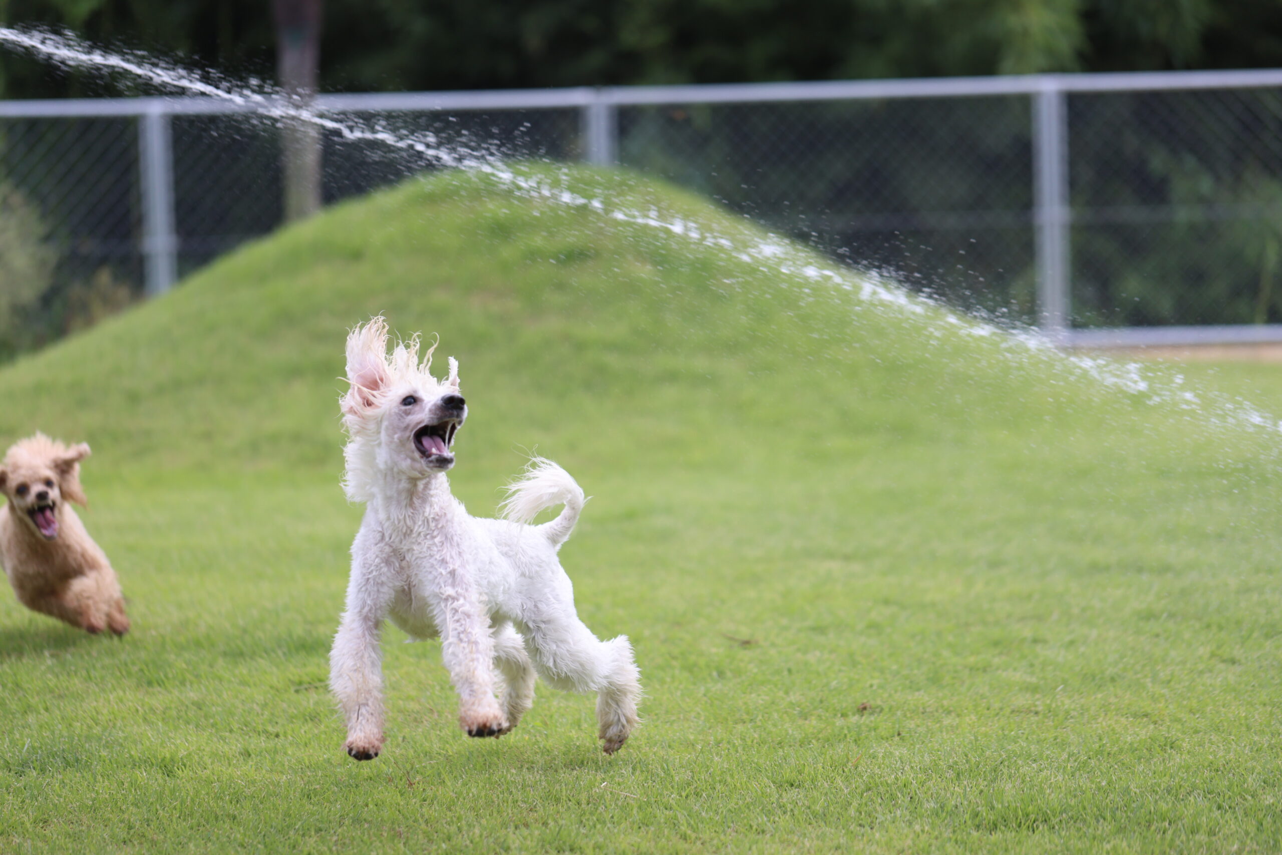 犬が言うことをきいてくれない