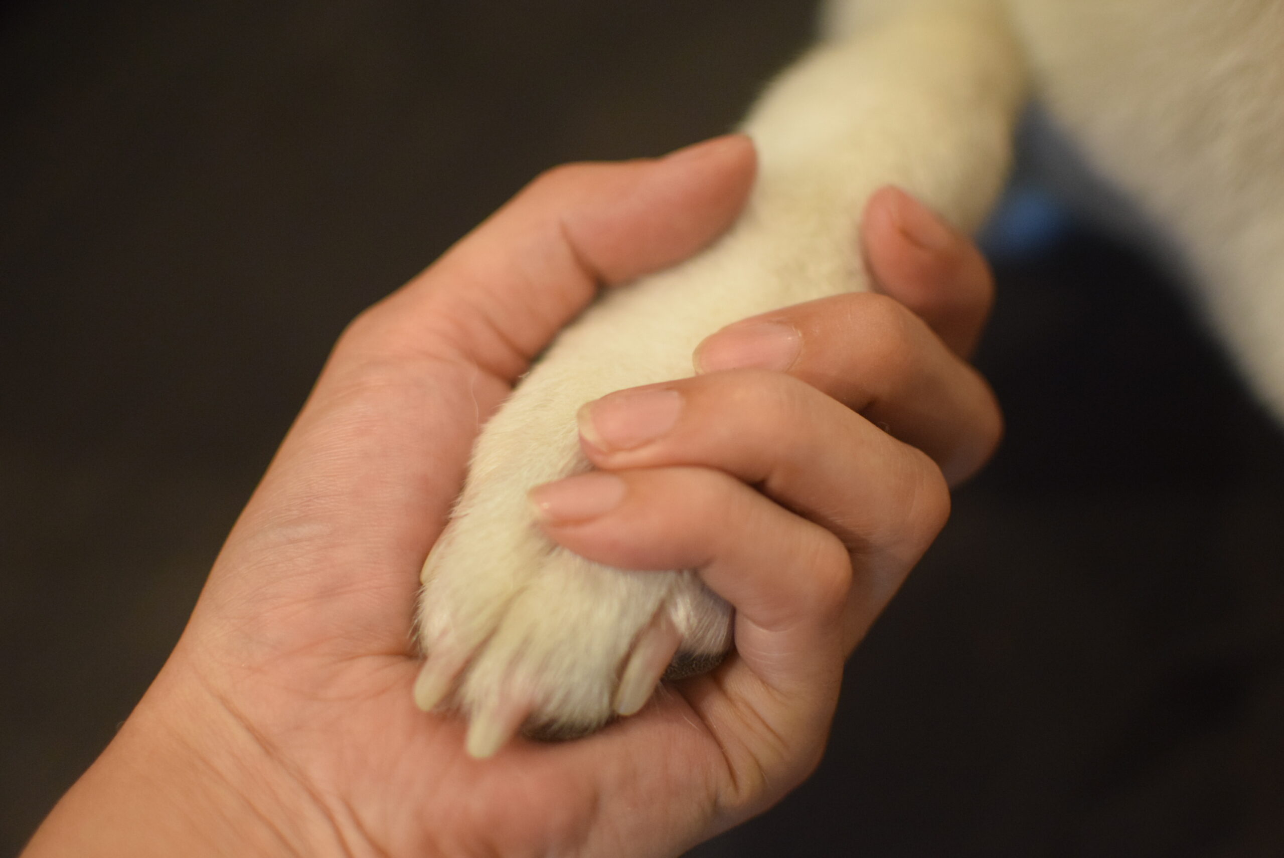 犬にちゃんと渡していますか?