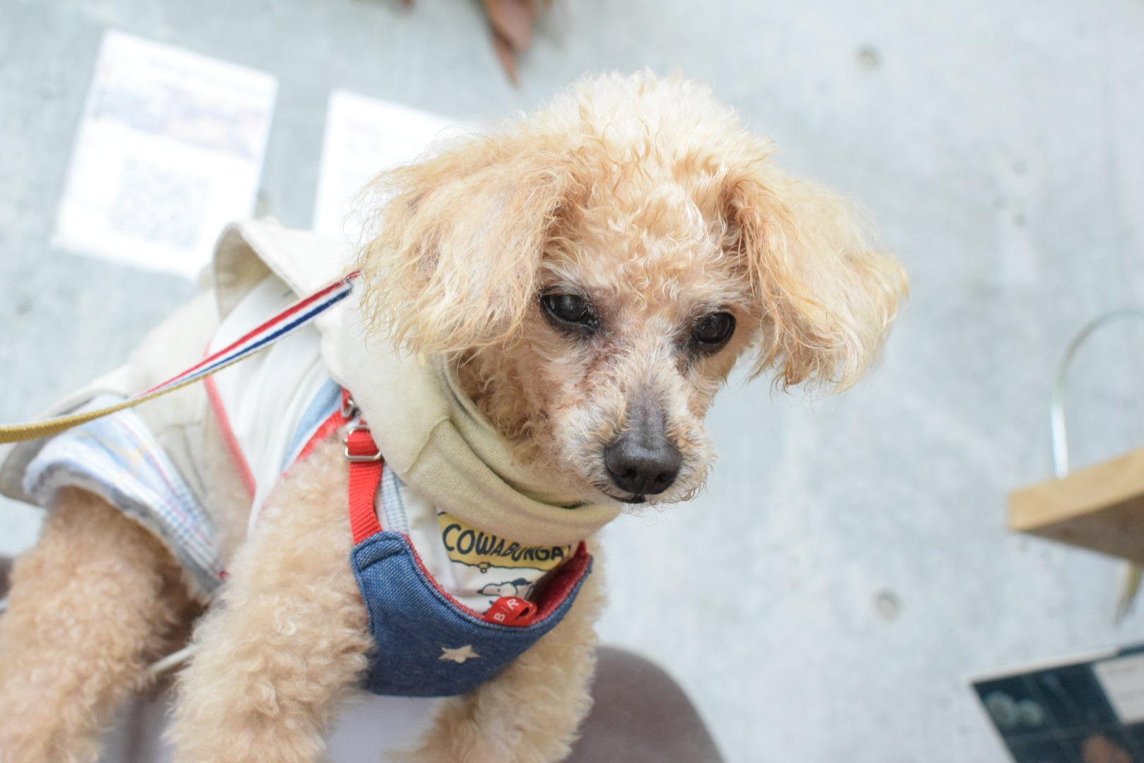 犬が導いてくれるよ