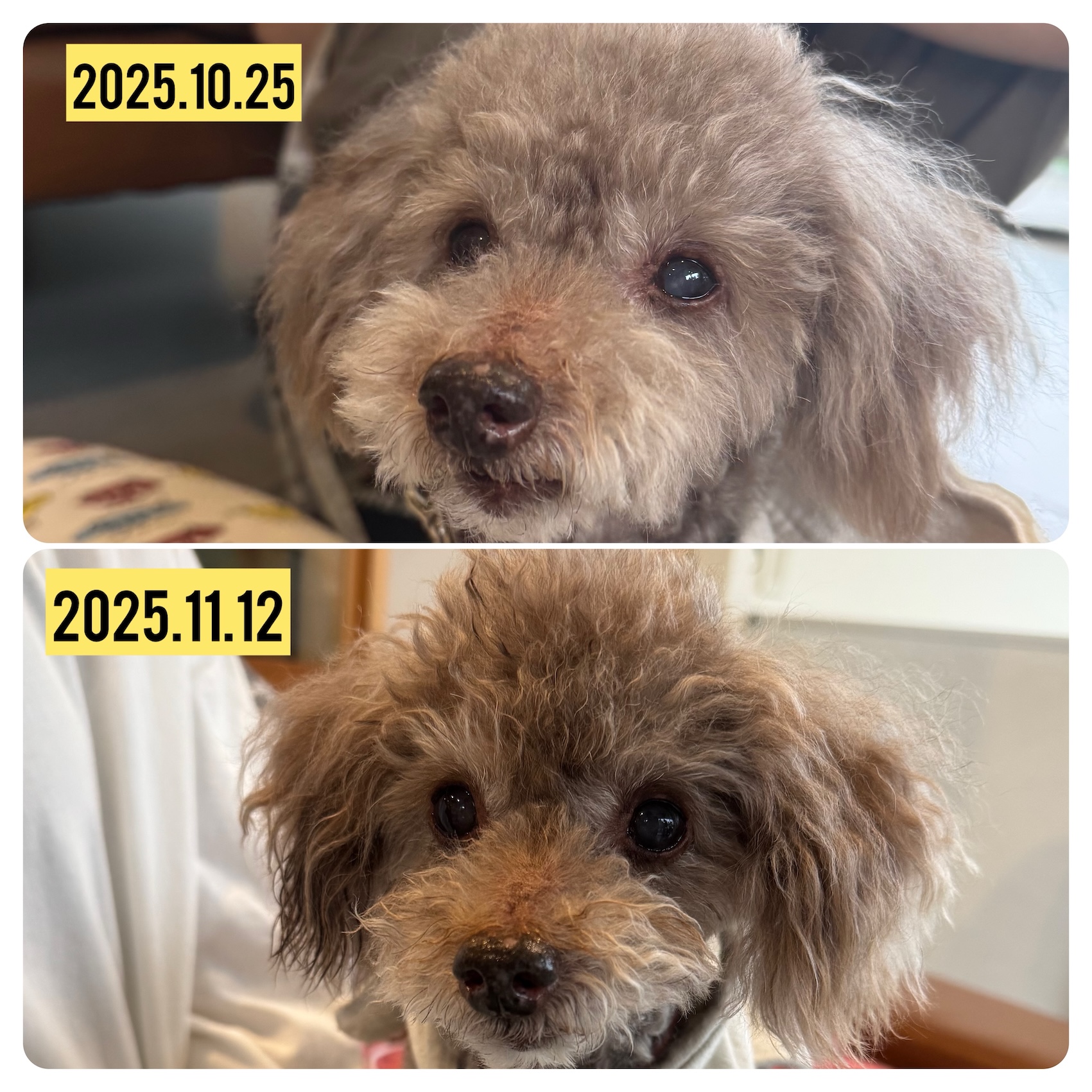 犬が出すサインと変化に必要な基準