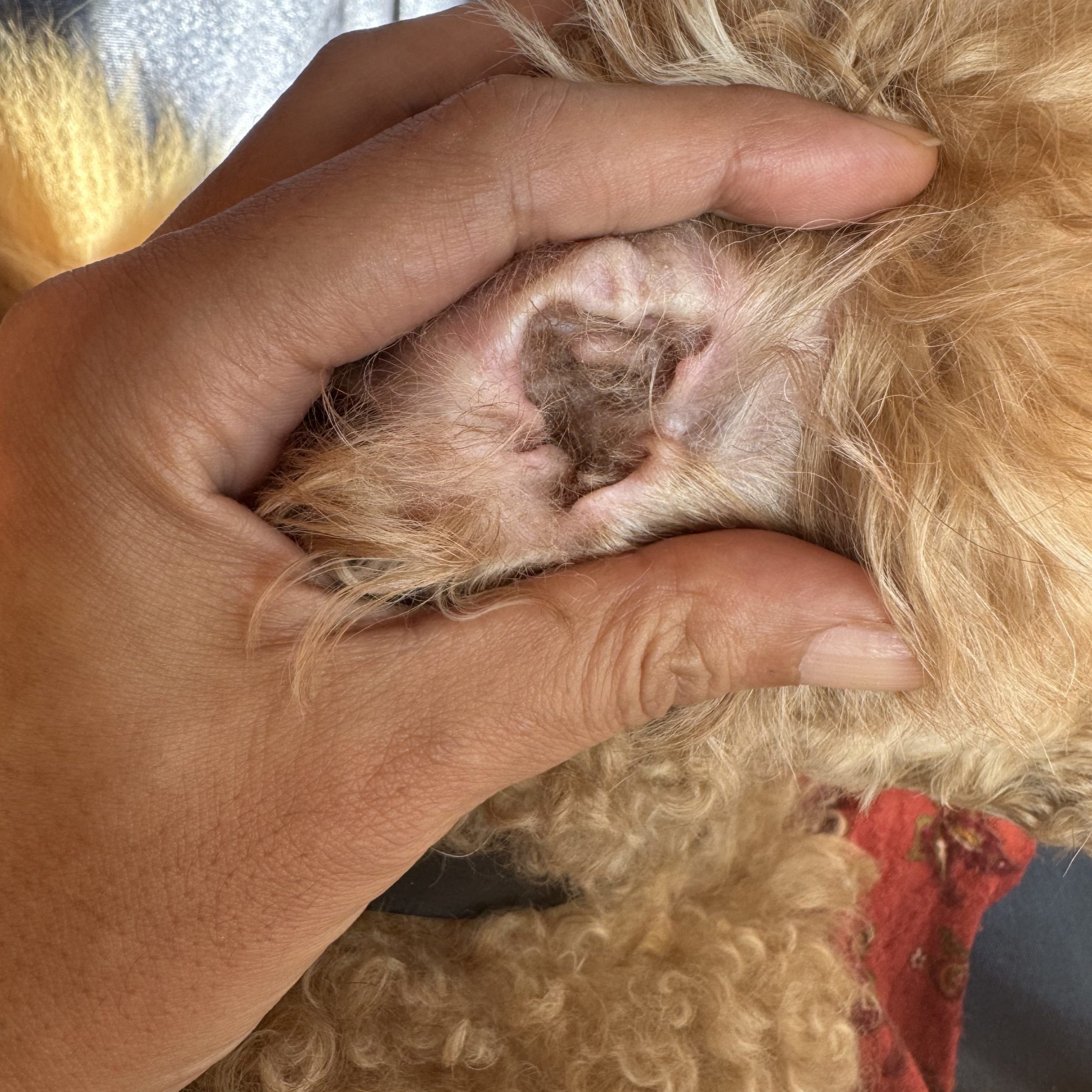 犬の耳のケア方法