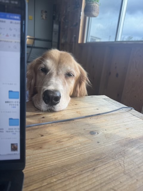 犬と私の共鳴現象