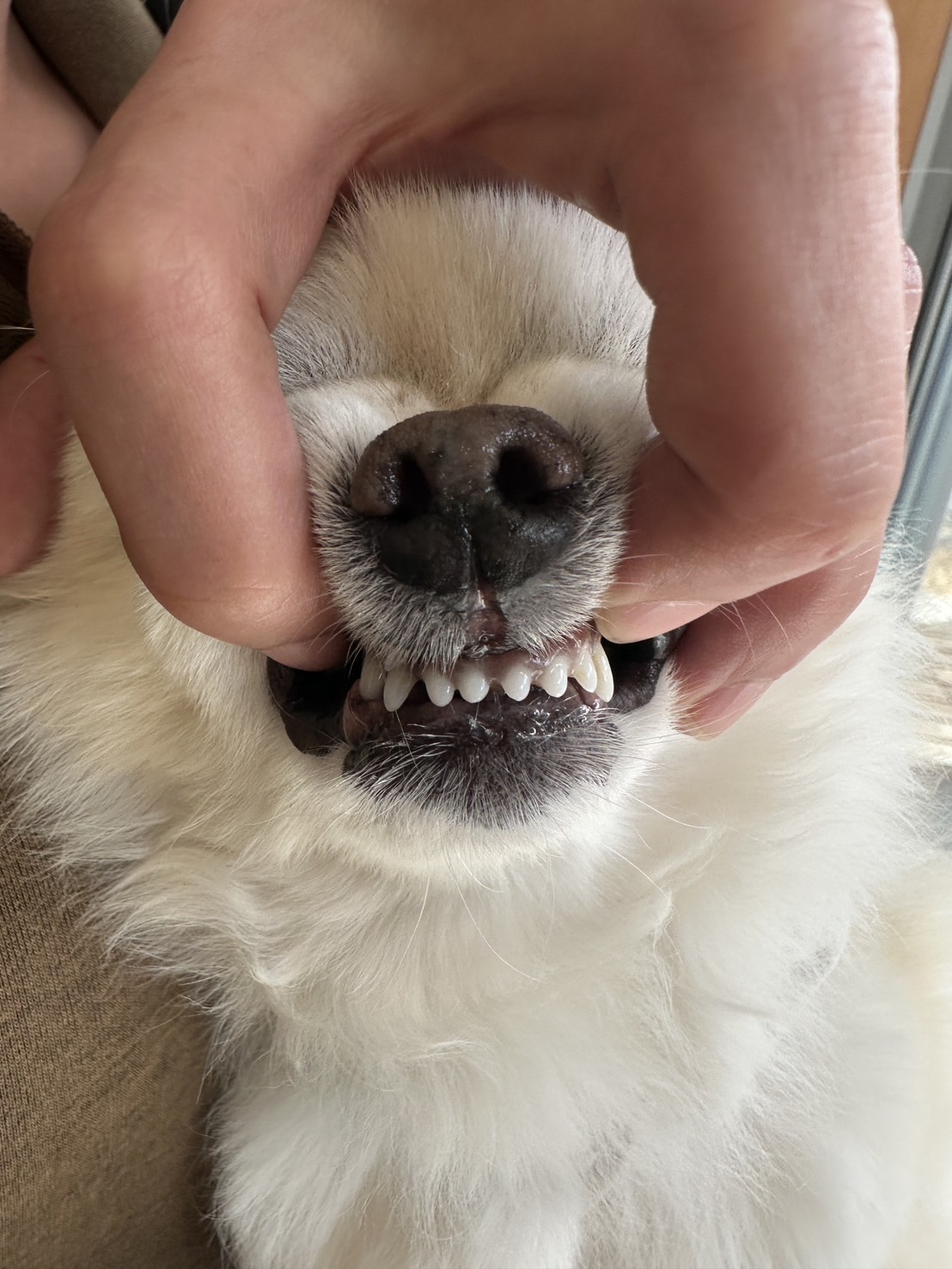 16歳からはじめる歯磨き